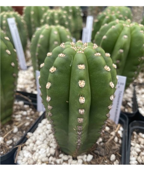 X Trichoechinopsis T.scopulicolus X E. Icarus