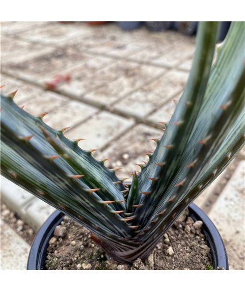 Aloe fosteri