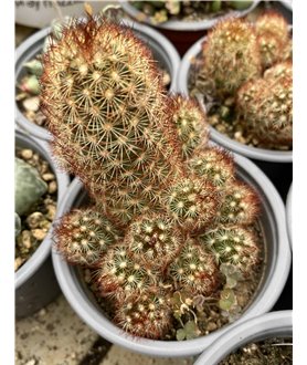Mammillaria elongata f Angelina