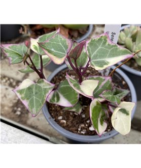 Senecio macroglossus variegatus