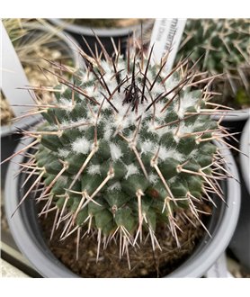 Mammillaria amajacensis Puente de Dios