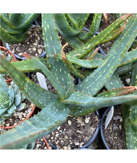 Aloe cameronii