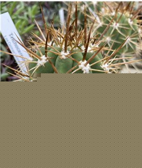 Trichocereus chiloensis JN1363 Los Coimas Valparaiso 737m Chile