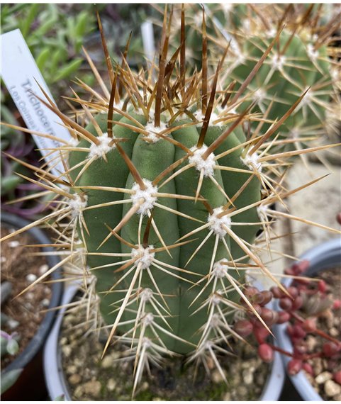 Trichocereus chiloensis JN1363 Los Coimas Valparaiso 737m Chile