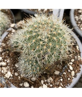 Rebutia simoneana