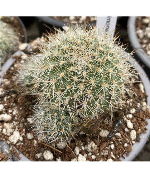 Rebutia simoneana