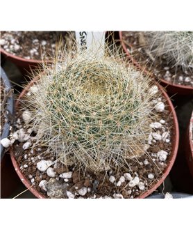 Rebutia senilis f graessneri