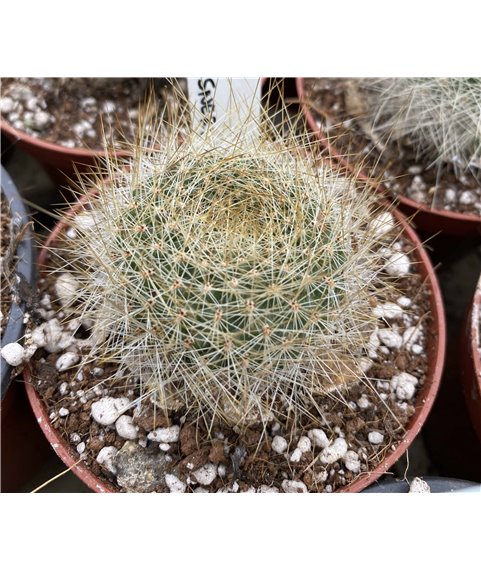 Rebutia senilis f graessneri