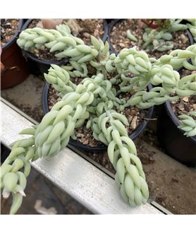 Sedum morganianum 9cm pot