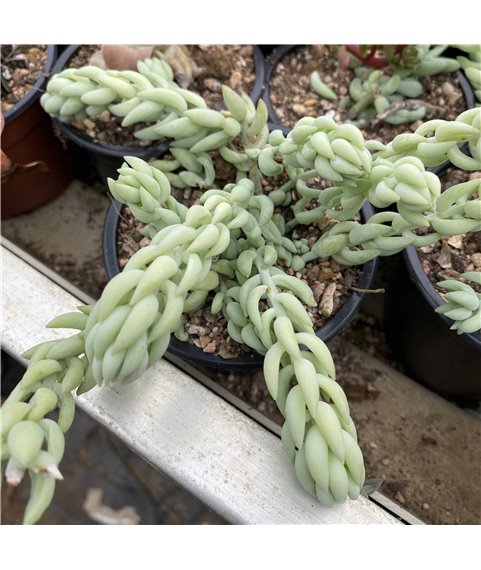 Sedum morganianum 9cm pot