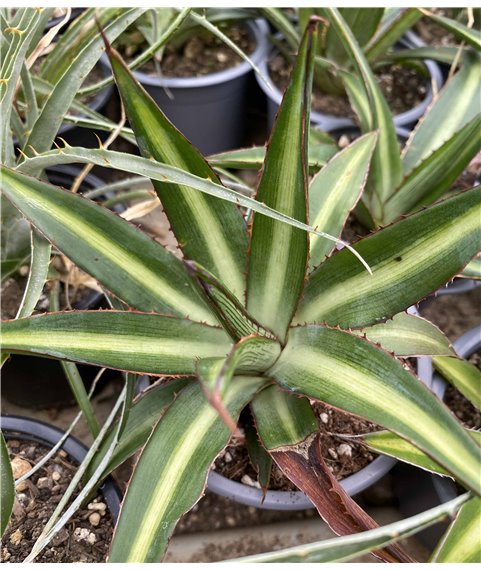 Agave univittata