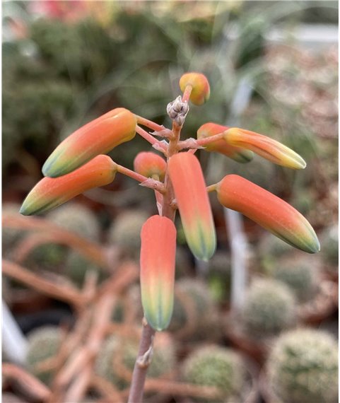Aloe ambatoense