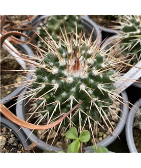 Mammillaria tolimensis