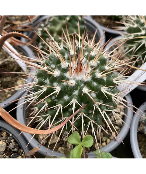 Mammillaria tolimensis