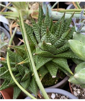 Haworthia limifolia 9cm pot