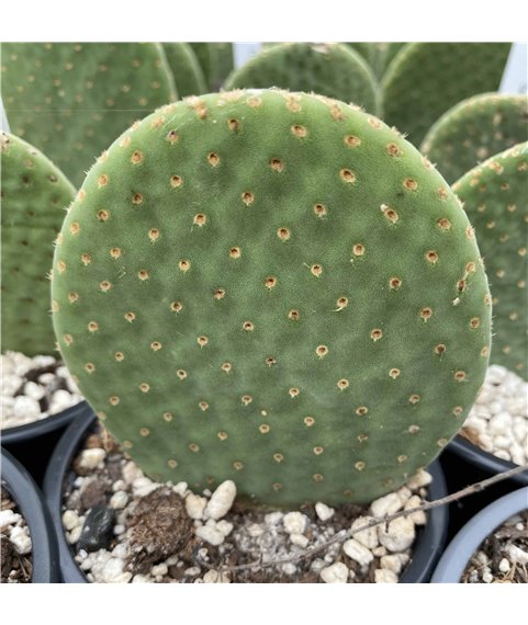 Tacinga inamoena GD30-3B Mulungu de Grota Bahia