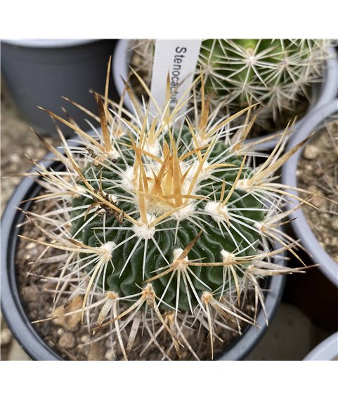 Stenocactus zacatecasensis