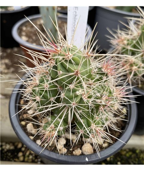 Echinocereus maritimus