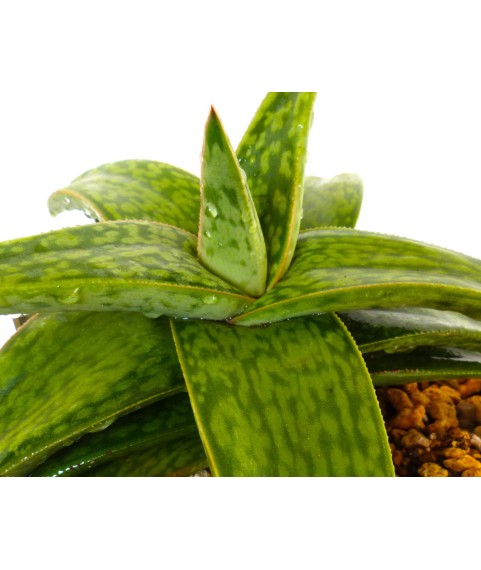 Gasteria cv. Mumba