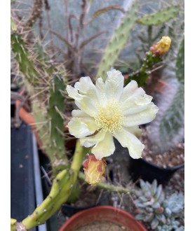Opuntia deceptor