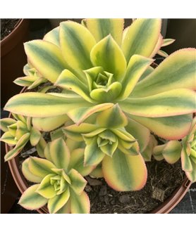 Aeonium Florescens