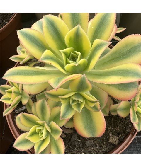 Aeonium Florescens