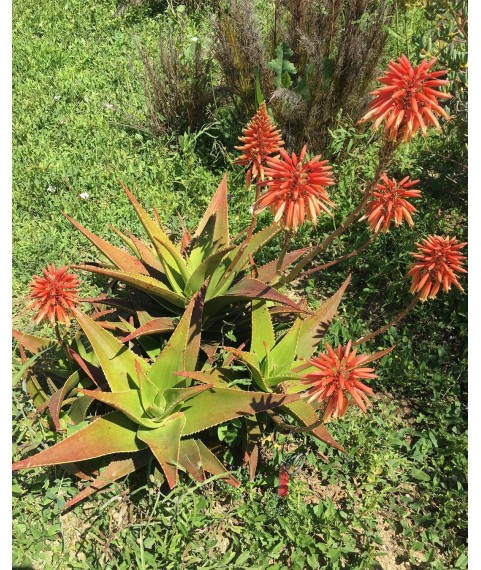 Aloe delaetii