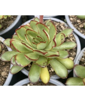 Echeveria Ralph's Favourite