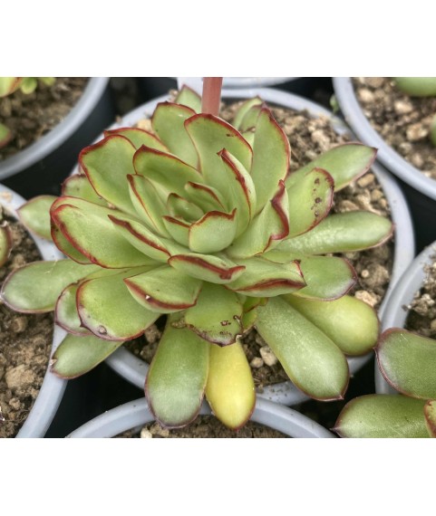 Echeveria Ralph's Favourite