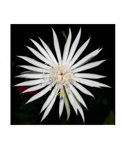 Epiphyllum strictum