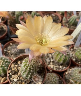 Chamaelobivia Dusky Delight