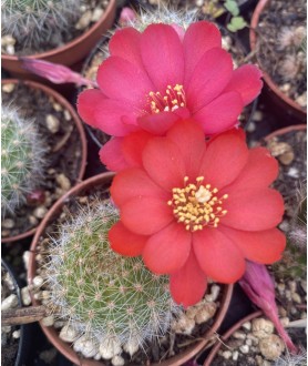 Rebutia pulvinosa Pink