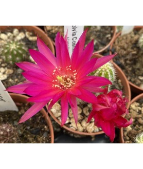 X Chamaelobivia Cosmos