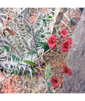 Euphorbia delphinensis