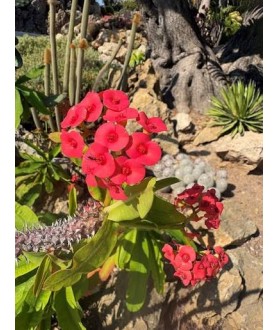 Euphorbia hislopii