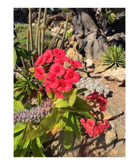 Euphorbia hislopii