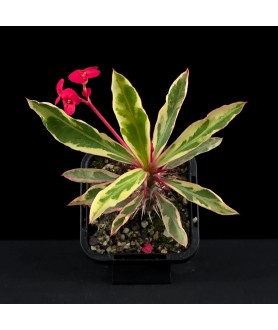 Euphorbia millii variegata