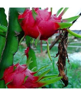 Hylocereus polyrhizus