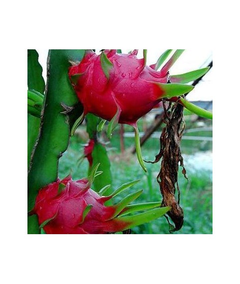 Hylocereus polyrhizus