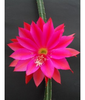 Selenicereus maynardii