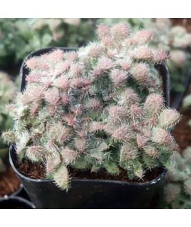 Crassula aff. setulosa