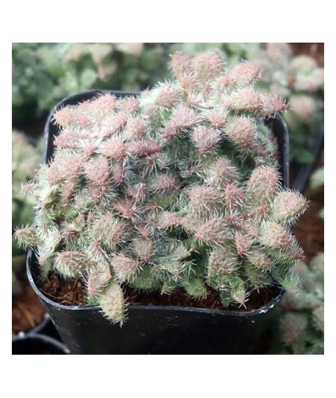 Crassula aff. setulosa