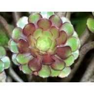 Aeonium arboreum f. atropurpureum