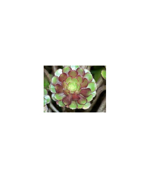 Aeonium arboreum f. atropurpureum