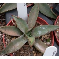 Agave utahensis