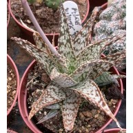 Aloe rauhii White Diamond