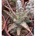 Aloe rauhii White Diamond
