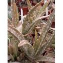 Aloe vera 7cm pots