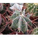 Astrophytum ornatum 8.5cm pots