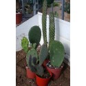 CACTUS FOR TORTOISES